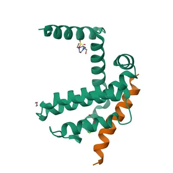Anti-Phospho-Bcl-XL (S62) Kaninchen-Polyklonaler Antikörper für WB, IF/ICC - Q07817