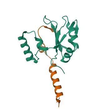 Anti-SF3B6 Polyclonal Antibody for WB and ELISA - Q9Y3B4