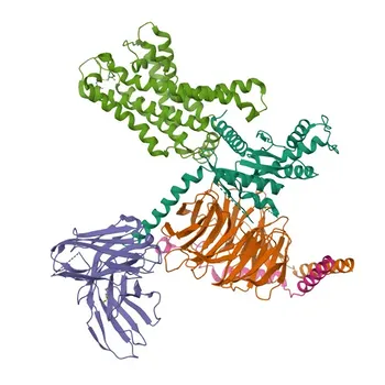 Anticorpo policlonale di coniglio anti-GNA12 (pAb) per WB, IHC-P, ELISA - Q03113