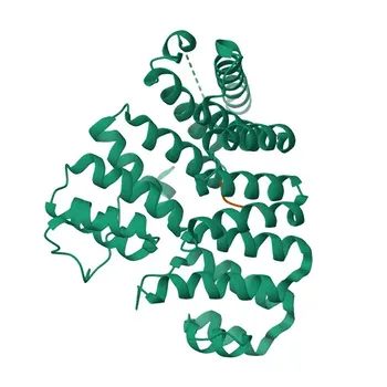 Anti-PEX5 Polyclonal Antibody for WB, IF/ICC, ELISA - P50542