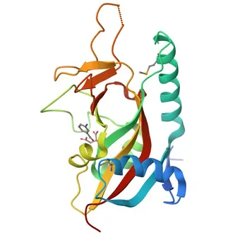 Anticorpo policlonale Anti-PARP12 per WB, ELISA - Q9H0J9
