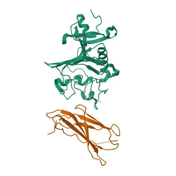 Anticorpo policlonale anti-TNR per WB, ELISA - Q92752