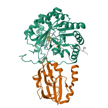 Anti-GCSH Polyclonal Antibody for WB, IF/ICC, ELISA - P23434