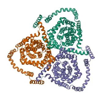 Anticorpo Policlonale Anti-SLC28A3 per WB, ELISA - Q9HAS3