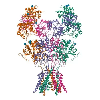 Anti-GRIN2D Rabbit Polyclonal Antibody for WB, ELISA - O15399