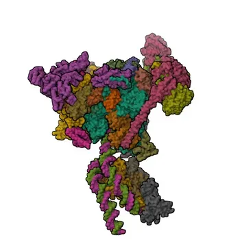 Anti-SETD2 Polyclonal Antibody for WB, ELISA - Q9BYW2