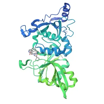 Anticorpo policlonale anti-Calpain 1 per WB, IHC-P, IF/ICC, ELISA - P07384