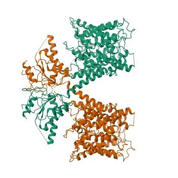 Anticorpo policlonale coniglio anti-SLC26A2 per WB e ELISA - P50443