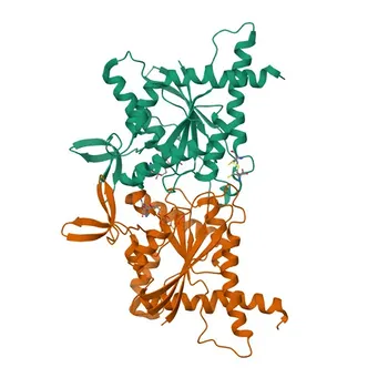 Anti-Septin 8 Polyclonal Antibody for WB, IHC-P, IF/ICC, ELISA - Q92599