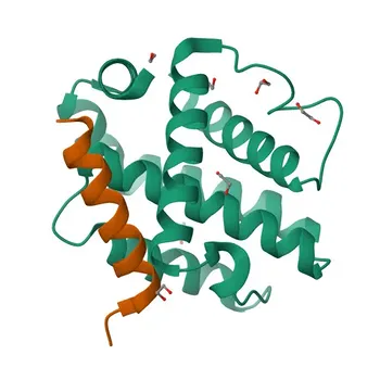 Anticorpo policlonale Anti-Bcl-W per WB, ELISA - Q92843