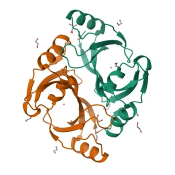 Anticorpo policlonale coniglio anti-MCEE per WB, ELISA - Q96PE7
