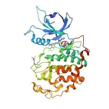 Anti-CDK12 pAb di coniglio per WB, IHC-P, ELISA - Q9NYV4