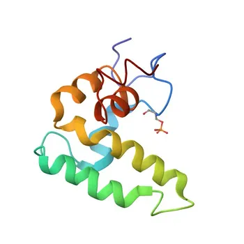 Anticorpo policlonale anti-DNAJC5 per WB ed ELISA - Q9H3Z4