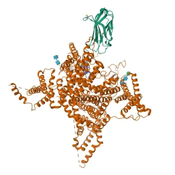 Anticorpo Policlonale Anti-SCN2A per WB, ELISA - Q99250