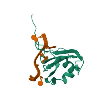Anti-RBMX/hnRNP G Rabbit Polyclonal Antibody for WB, ELISA - P38159