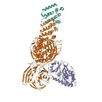 Anti-WDR11 Polyclonal Antibody for WB, ELISA - Q9BZH6