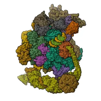 Anti-HRPT2 / CDC73 Rabbit Polyclonal Antibody for WB and ELISA - Q6P1J9