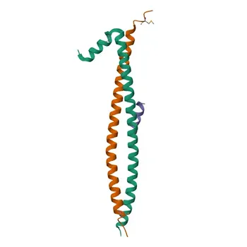 Anticorpo policlonale coniglio Anti-BICD2 per WB, ELISA - Q8TD16