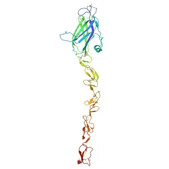 Anti-JAG2 Rabbit Polyclonal Antibody for WB, IF/ICC, ELISA - Q9Y219