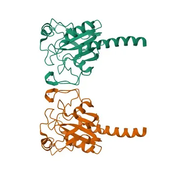 Anti-GPX3 Rabbit Polyclonal Antibody for WB and ELISA - P22352