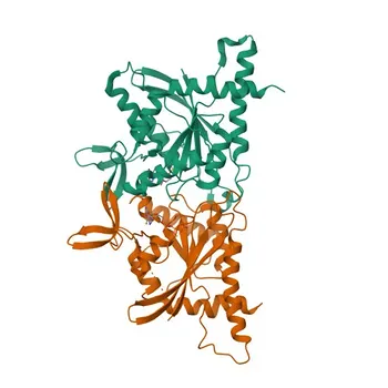 Anti-Septin 11 Polyclonal Antibody for WB, ELISA - Q9NVA2