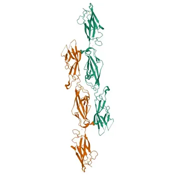 Anti-PCDH15 Coniglio Anticorpo Policlonale per WB, IHC-P, ELISA - Q96QU1