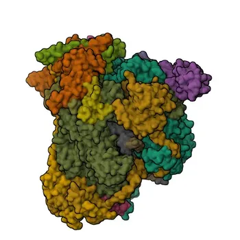 Anticorpo Policlonale Anti-POLR1B per WB, ELISA - Q9H9Y6