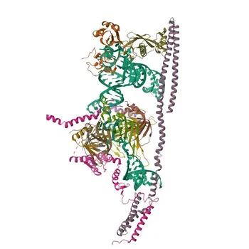 Anticorpo Policlonale Anti-SNRNP35 per WB, ELISA - Q16560