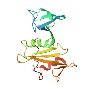 Anti-SLA2 Rabbit Polyclonal Antibody for WB, ELISA - Q9H6Q3
