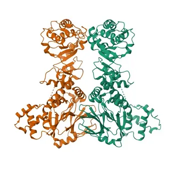 Anticorpo policlonale anti-NAPRT per WB, ELISA - Q6XQN6
