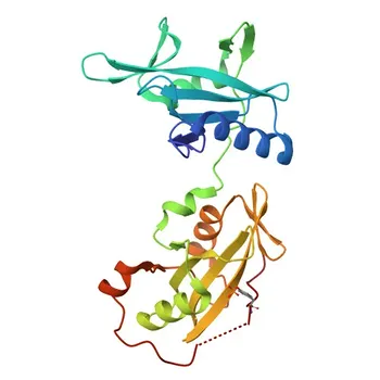 Anticorpo monoclonale coniglio Phospho-PLC gamma 1 (PLCG1)-S1248 per WB, ELISA - P19174