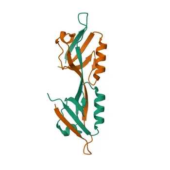 Anticorpo Policlonale Anti-TJP2 per WB, IP, ELISA - Q9UDY2