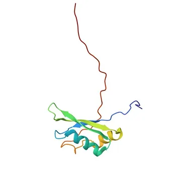 Anti-TRNAU1AP Rabbit Polyclonal Antibody for WB, ELISA - Q9NX07