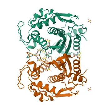 Anticorpo Policlonal Coelho Anti-TYMS para WB, IHC-P, ELISA - P04818