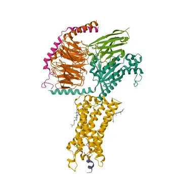 Anticorpo Policlonale Anti-GHRL per WB ed ELISA - Q9UBU3