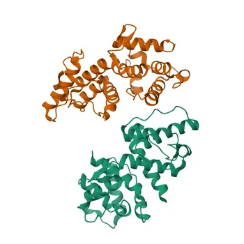 Anticorpo policlonale anti-ACTN3 per WB, IHC-P, ELISA - Q08043