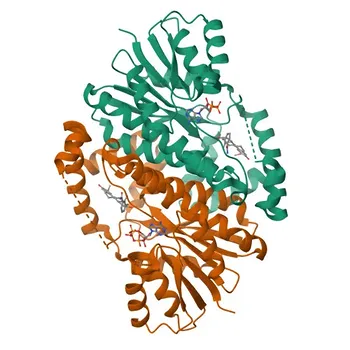 Anticorpo Policlonale Anti-HSD17B1 per WB, IHC-P, IF/ICC, ELISA - P14061