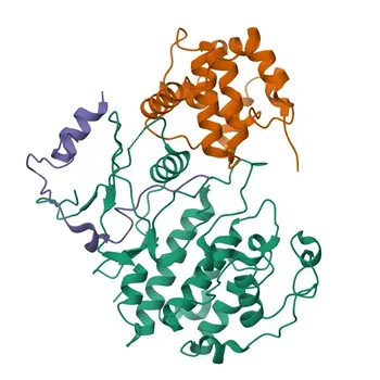 Кроличья pAb к фосфо-CDKN1B/p27KIP1-T187 для Вестерн-блоттинга - P46527