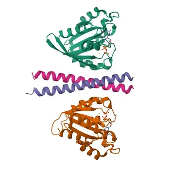 Anti-GCC2 / GCC185 Rabbit Polyclonal Antibody for WB, IHC-P and ELISA - Q8IWJ2