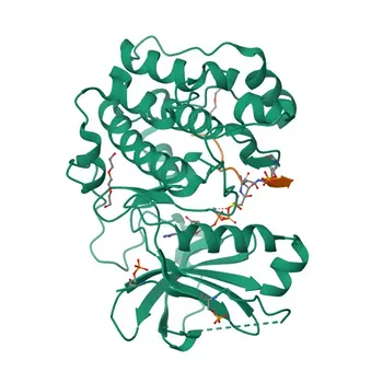 Anticorpo Monoclonal de Coelho Phospho-Akt (S473) para WB, ELISA - P31749 / P31751 / Q9Y243