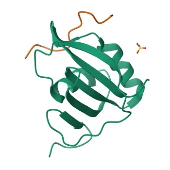 Anti-HNRPLL Rabbit Polyclonal Antibody for WB, ELISA - Q8WVV9