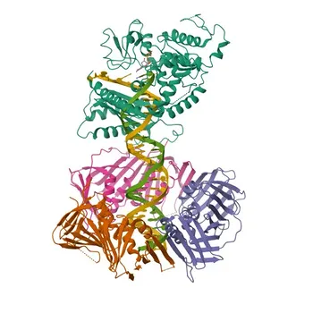 Anticorps polyclonal Anti-ADN Polymérase Kappa (POLK) pour WB et ELISA - Q9UBT6