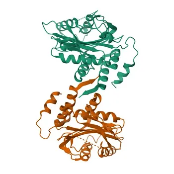 Anticorpo Policlonale di Coniglio Anti-SLC4A8 per WB, ELISA - Q2Y0W8