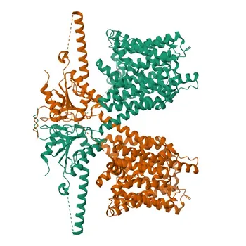 Anticorpo Policlonale Anti-SLC26A6 per WB e ELISA - Q9BXS9