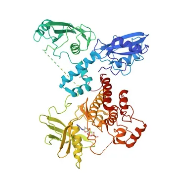 Anticorpo policlonale di coniglio anti-fosfo-Zap70-Y319+Syk-Y352 per WB, IF/ICC, ELISA - P43403/P43405