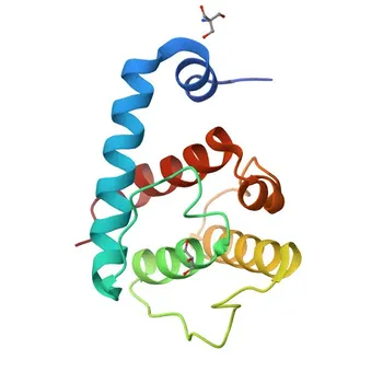Anticorpo policlonale anti-PARVA per WB e ELISA - Q9NVD7