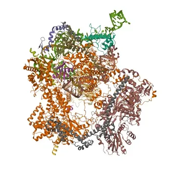Anticorpo Policlonale di Coniglio Anti-WBP11 per WB, IHC-P, IF/ICC, ELISA - Q9Y2W2