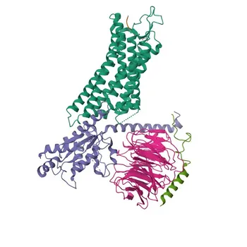Anticorpo policlonale di coniglio anti-GNGT1 per WB, IF-P, ELISA - P63211
