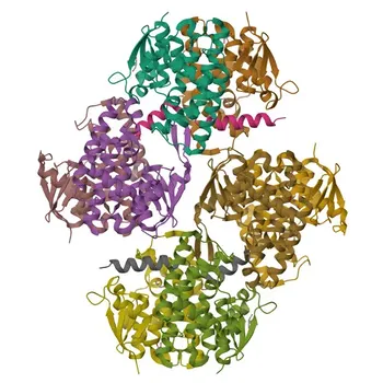 Anticorpo policlonale di coniglio anti-EEF1D per WB, IHC-P, IF/ICC, IP, ELISA - P29692