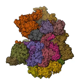 Anticorpo Policlonale Anti-NUB1 per WB, IF/ICC, ELISA - Q9Y5A7